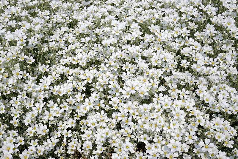 Cerastium tomentosum（地毯金鱼草）